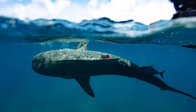 Para ilmuwan menemukan hutan lamun terbesar di dunia – dengan memasang kamera pada hiu